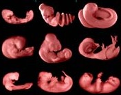 Embryos von Schlange, Huhn und Opossum in verschiedenen Entwicklungsstadien (Quelle: Berkely)
